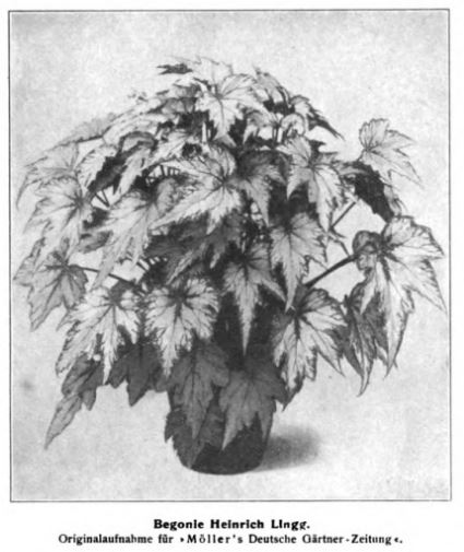 B. ‘Heinrich Lingg’